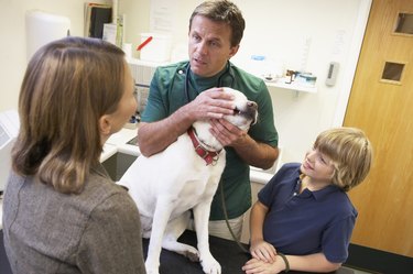 Boy And Mother Taking Dog For Examination By Vet