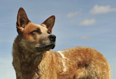 australian cattle dog