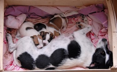 female and her puppies