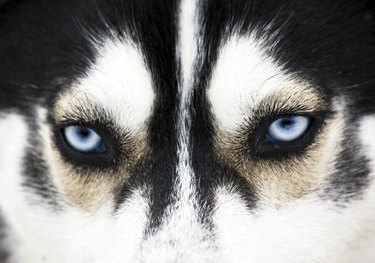 Close up on blue eyes of a dog