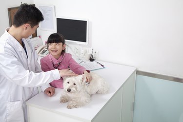Girl with pet dog in veterinarian's office
