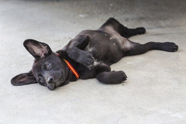 A dog is laying on the floor.