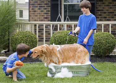 Boys Giving Dog a Bath Outside