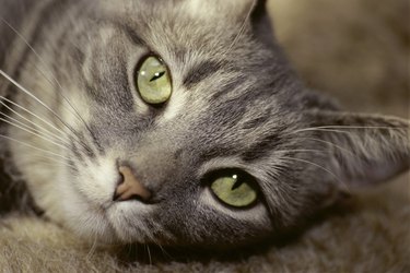 Can You Use Human Eyedrops on Cats?