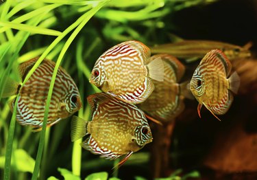 Discus fish (Symphysodon) swimming underwater