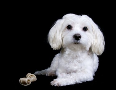 Sweet Maltese