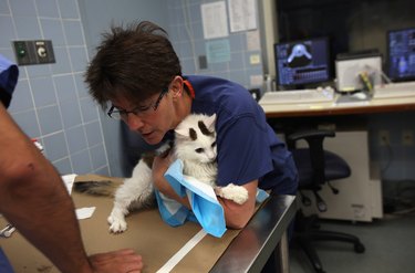 New York's Animal Medical Center Provides Advanced Treatments For Pets
