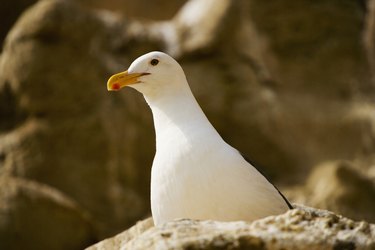 Low angle view of a seagull, La Jolla, California, USA