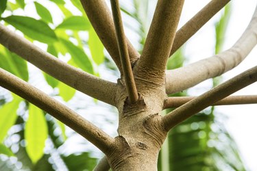 Close up of a tree in a rubber plantation in the southern, Thailand