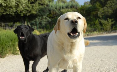 One black and one white dog outside barking