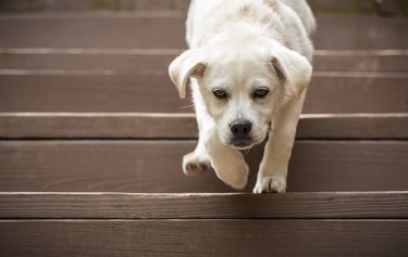 Puppy going down the stairs