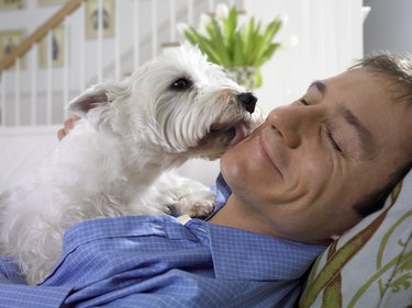 Scottish Terrie Licking a Man's Face