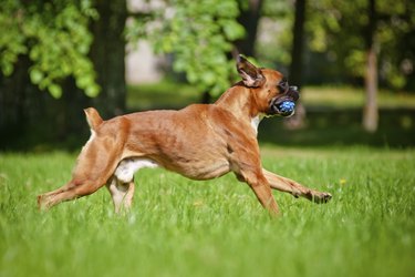 german boxer dog running outdoors