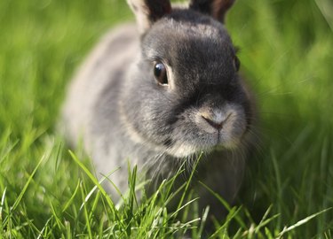 Grey Rabbit at Dusk