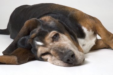 Resting basset hound