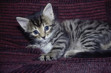 grey tabby kitten