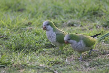 quaker parrots monk papegaaien vrouwelijke verschillen parakeets differences wikisailor