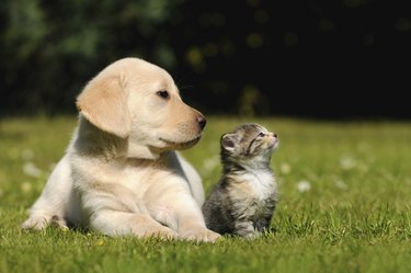 Kitten and dog outside in grass