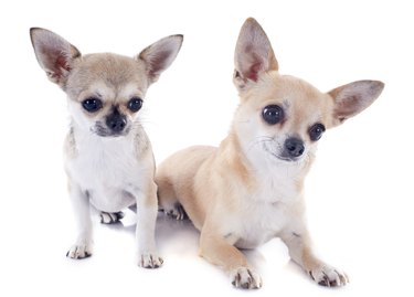 puppy and adult chihuahuas