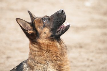 A German shepherd in the yard.