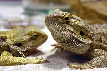 lizard bearded dragon