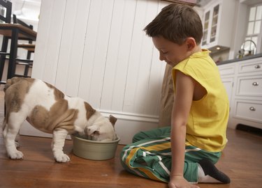 Young boy (6-8) looking at dog eat