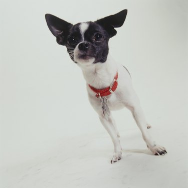 Dog, Chihuahua standing,