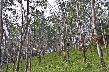 A rubber tree plantation in Thailand