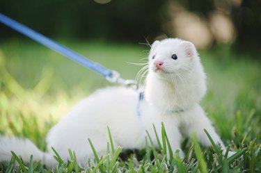 A white ferret outside on a leash