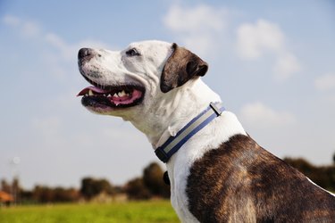 Happy Pitbull at the Park