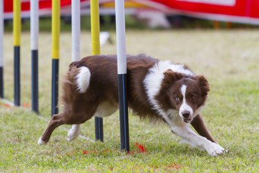 Dog in competition