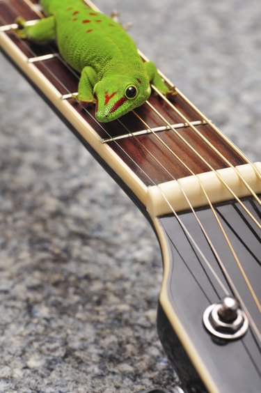 A green lizard on a guitar neck