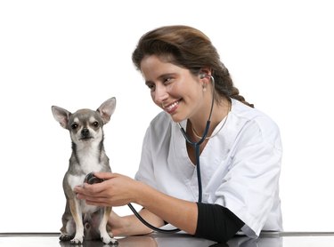 Vet examining a Chihuahua with stethoscope in front of white
