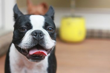 Happy Boston Terrier