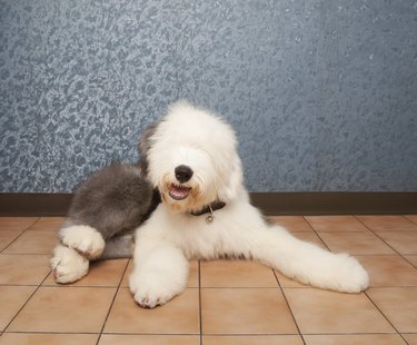 old english sheep dog lied in home room
