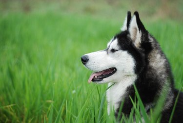 Husky in grass