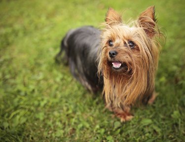 Yorkie having a store seizure