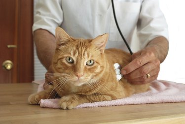 Why does meowing Concord cat clam up at the vet's office?