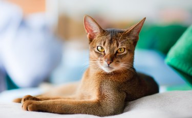 young Abyssinian cat in action