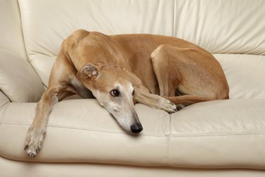 Sad Greyhound dog