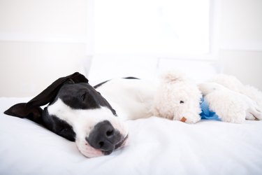 Dog Great Dane sleeping in bed