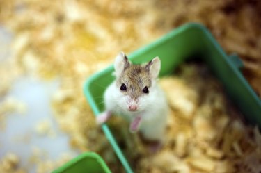 A hamster in a green cage