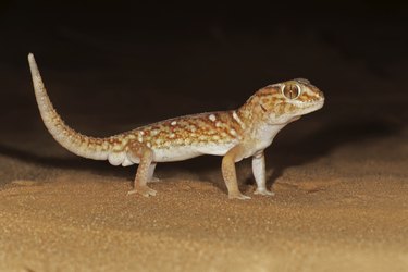 a lizard outside at night