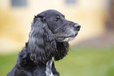 American Cocker Spaniel