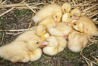 Domestic Ducklings Cuddling Together in the Farmyard