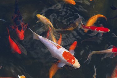 Koi Carps Fish Japanese swimming (Cyprinus carpio)