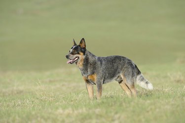 Queensland heeler best sale german shepherd mix