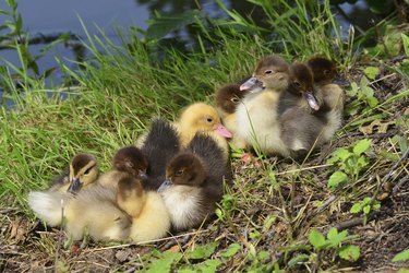 cute chicks