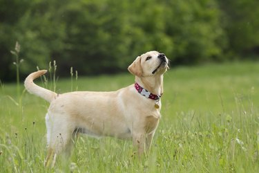 labrador retriever