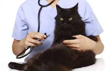 veterinarian examines a cat